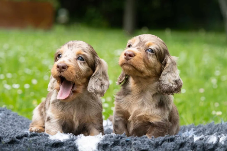 Mini pups