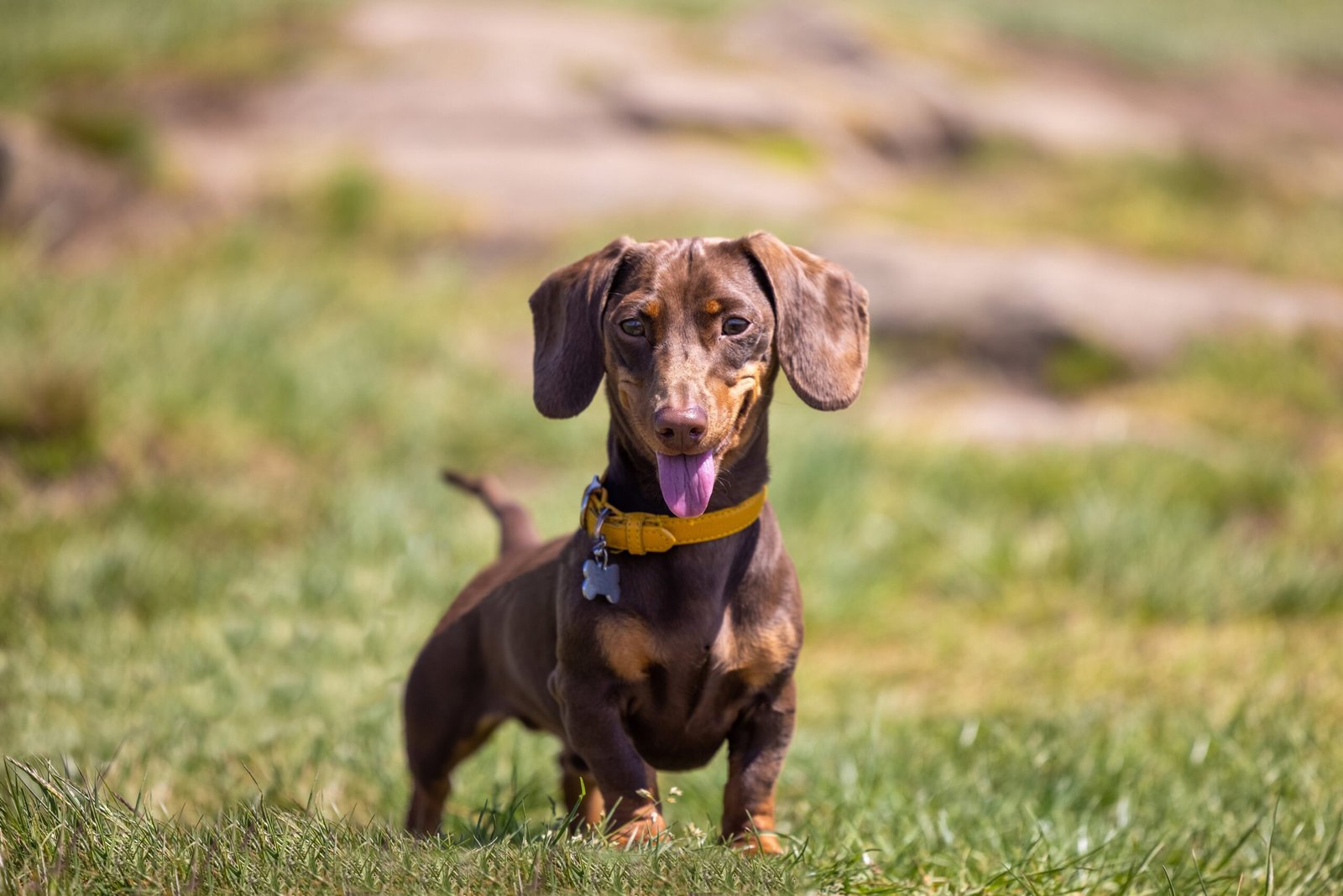 Miniature Dachshund