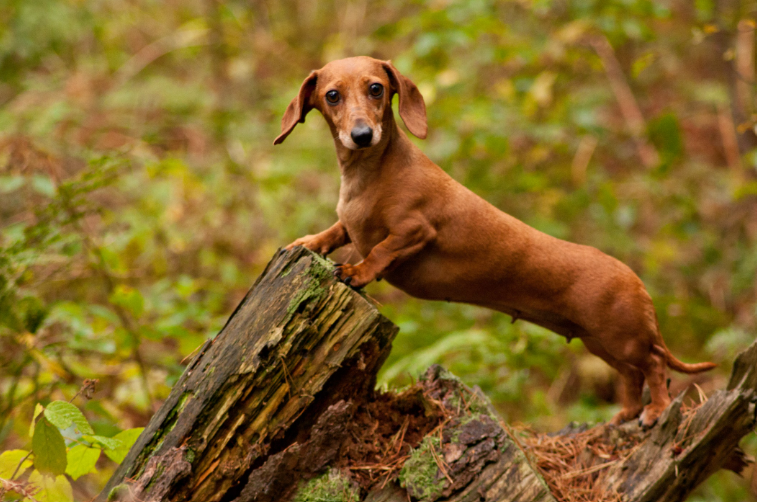 Miniature dachshund puppies