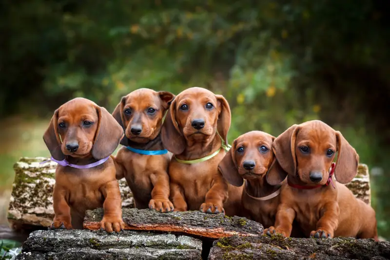 dachshund puppies