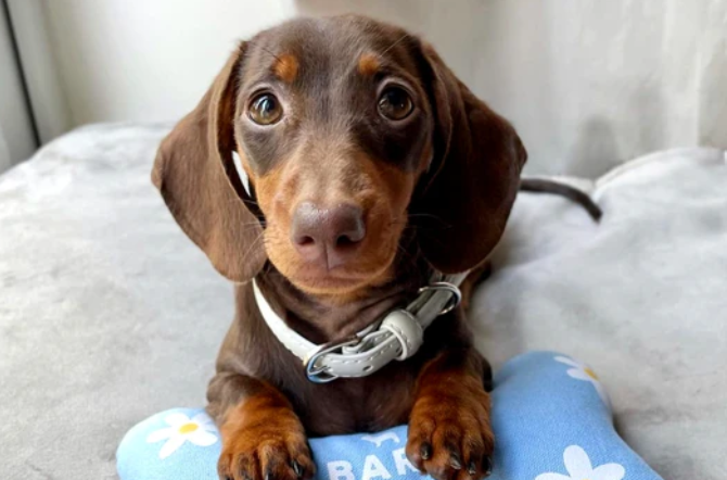 mini sausage